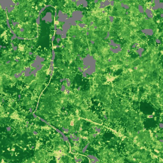 Satellite greenness map, greens and yellows, around the plot