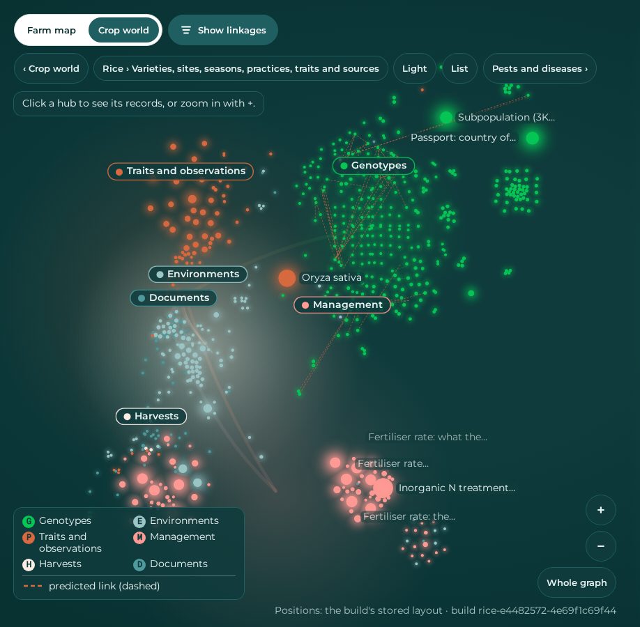The rice knowledge graph in RaiOS: coloured clusters of genotypes, traits, environments, management, harvests and documents linked around Oryza sativa