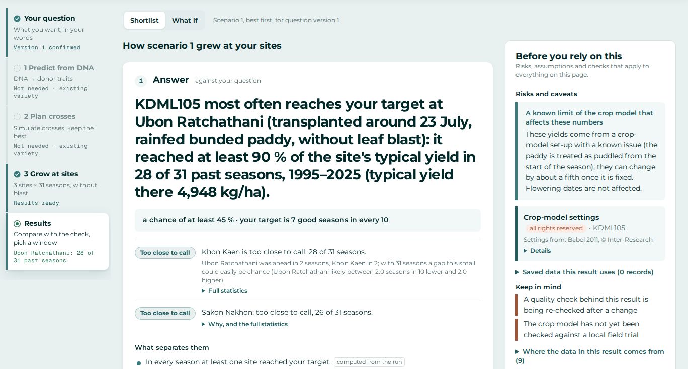RaiOS result: KDML105 most often reaches the target at Ubon Ratchathani, at least 90 percent of the typical yield in 28 of 31 past seasons, with the other sites too close to call and caveats beside it